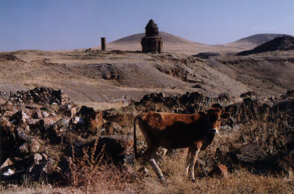A cow stands in a field with ruins in the distance