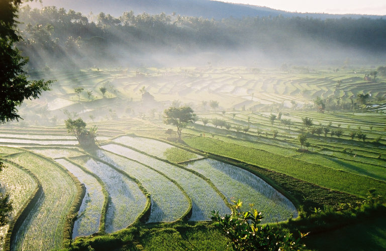 The rice paddies of Tirta Gangga at dawn